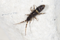 Un Collembole (Collembole - Entomobryidae - Orchesella cincta)